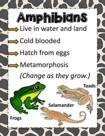 Animal Poster for Amphibians Worksheets