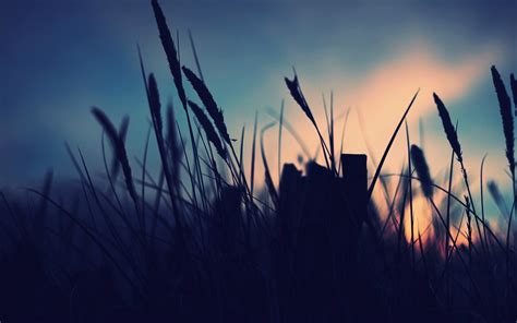 Sunlight Sunset Sea Nature Sand Reflection Grass Sky Field