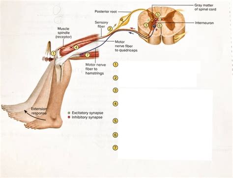 Stretch Reflex Arc Pathwaysteps Flashcards Quizlet