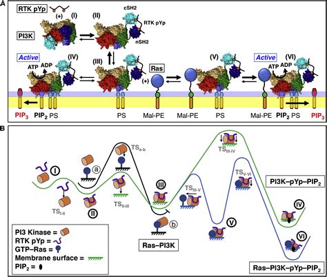 Single Molecule Study Reveals How Receptor And Ras Synergistically