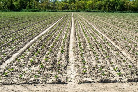 Sugar beet plantation in a row. Growing ... | Stock image | Colourbox