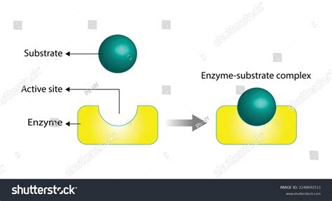 Enzyme Function Substrate Enzyme Enzyme-substrate Complex Stock Vector (Royalty Free) 2248692511 ...