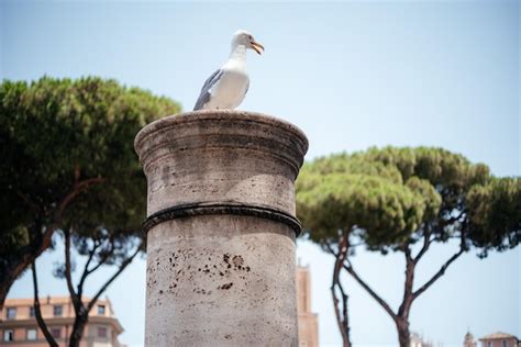 Una Gaviota Sentada En Una Columna De Piedra Antigua Contra Las Paredes