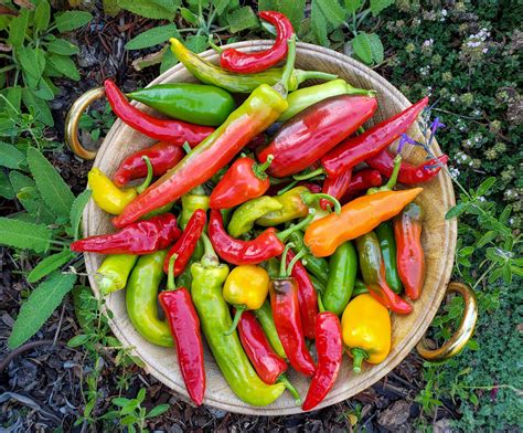 Habanero Pepper Plant Cameroon Pepper Red The Hippy Seed Company