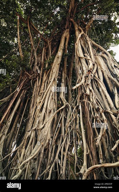 Tangled Roots Banque De Photographies Et Dimages Haute R Solution