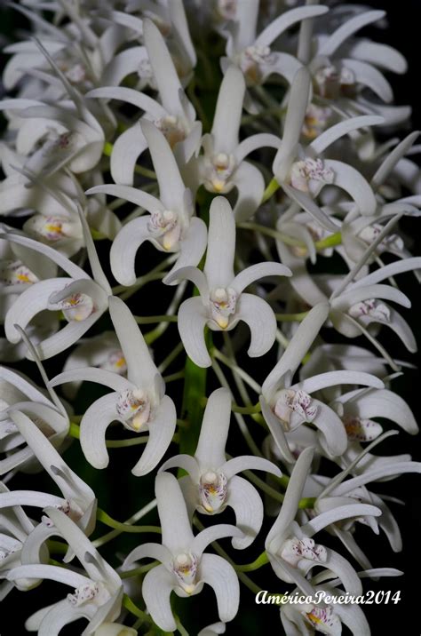 Orquídeas Soltas Dendrobium Ruppianum