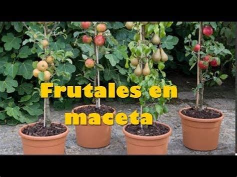 3 Variedades De Arboles FRUTALES Que Se PUEDEN Tener En Maceta