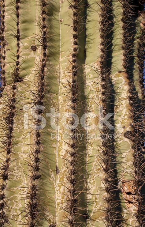 Saguaro Cactus Close Up Stock Photo | Royalty-Free | FreeImages