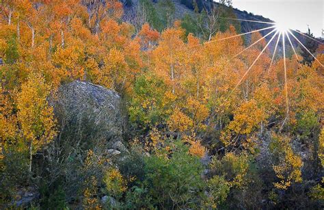 Aspens With Sun Star Bishop Canyon Aspen Canyon Sunrise