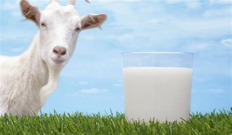 What Are The Best Health Benefits Of Goat Milk Health Cautions