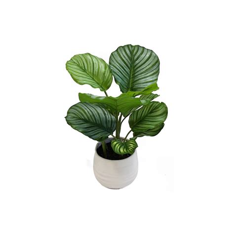 Calathea Care Tips