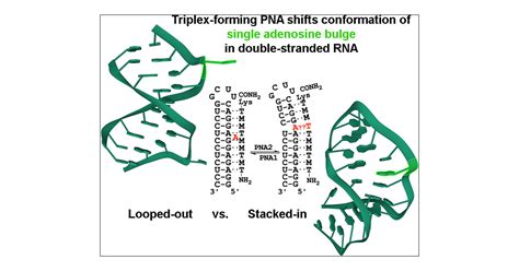 Triplex Forming Peptide Nucleic Acid Controls Dynamic Conformations Of