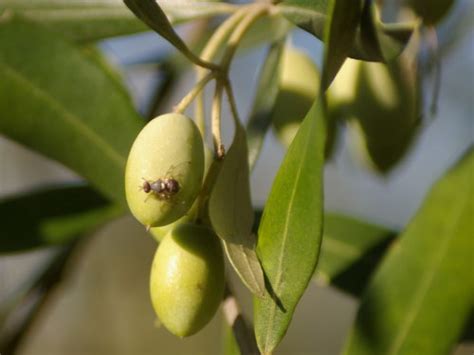 Assoprol Umbria Presenta Strumenti Per Lotta A Mosca Olearia