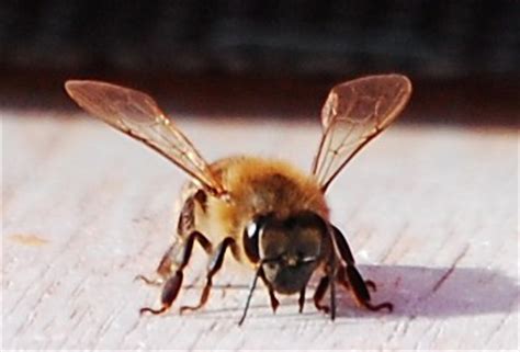 Secrets of the honeybee bite revealed - Vita Bee Health