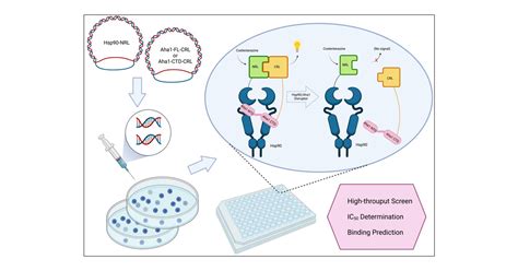 A Split Renilla Luciferase Complementation Assay For The Evaluation Of