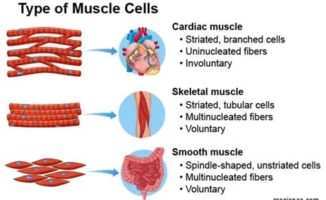 Skeletal Muscles Smooth Muscles And Cardiac Muscles Difference Types Of ...