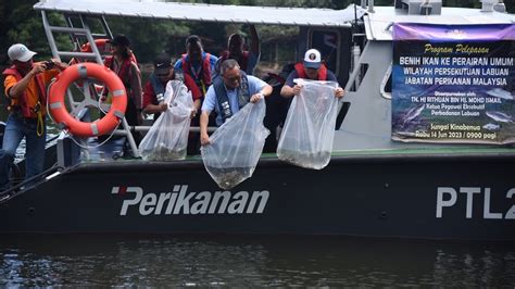 Jabatan Perikanan Lepas Ribu Benih Ikan Bantu Nelayan Tempatan