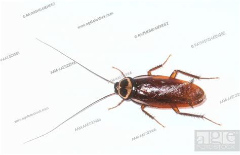 Australian-Cockroach, Stock Photo, Picture And Rights Managed Image ...