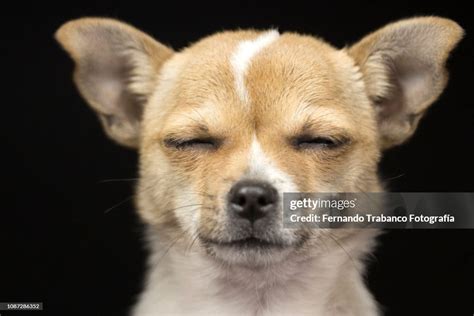 Dog With Eyes Closed High Res Stock Photo Getty Images