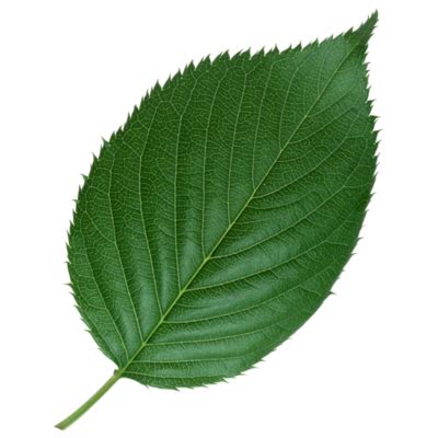 Leaf Texture PNGs for Free Download