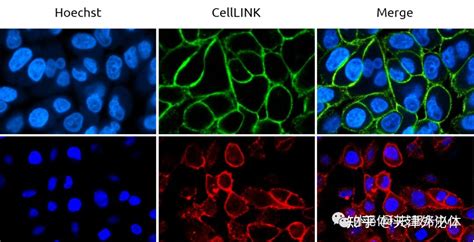 Celllink，不透膜的细胞轮廓标记染料 知乎