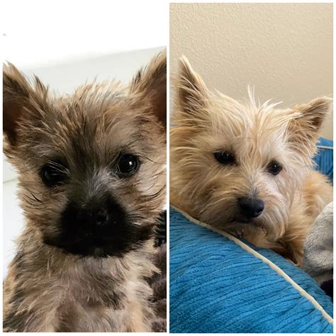 Oh how the colors change : r/cairnterrier