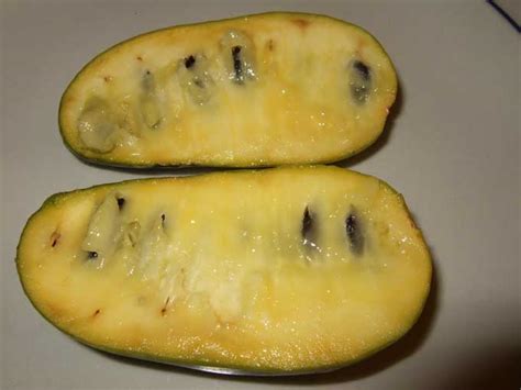 Stalking The Exotic And Wild Paw Paw Tree Veggie Gardening Tips