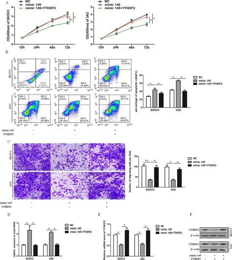 Overexpression Of Ythdf Rescues Mir Induced Reduction Of