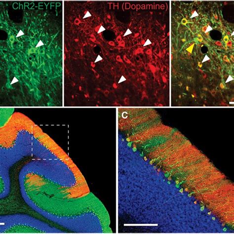 Cell Type Specific Promoters Direct Expression Of Opsins In