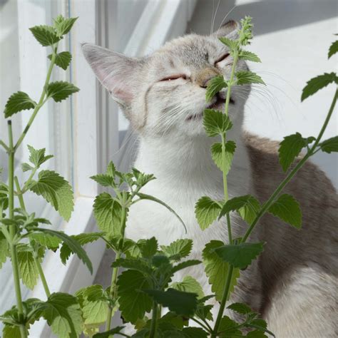 ¿cuáles Son Los Beneficios Del Catnip Para Tu Gato Ruiz Healy Times