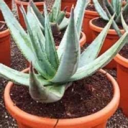 Alo Du Cap Aloe Ferox