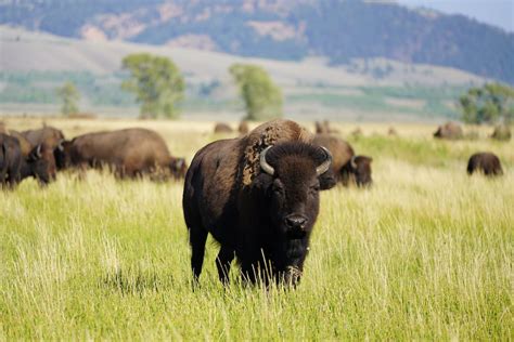 Herd of American Bison Grazing on Grass Field · Free Stock Photo