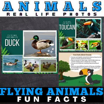 Flying Animals : Facts with Real Life Photos - Google Slides™ Included