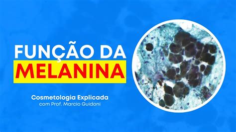 Qual é A Função Da Melanina Librain