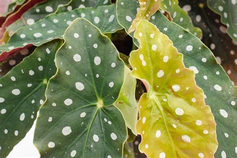 Merawat Tanaman Hias Begonia Maculata Agar Keindahan Daunnya Yang