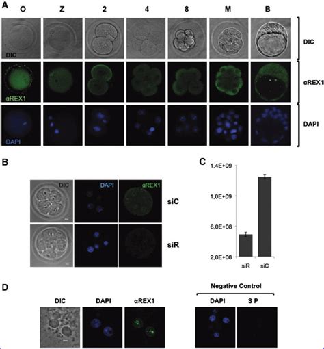 A Rex1 Is Present Throughout Mouse Preimplantation Development