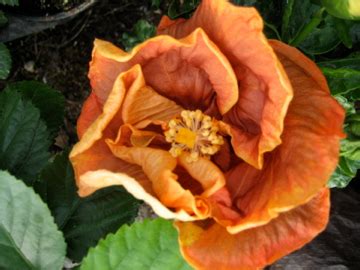 Hibiscus Voodoo Magic