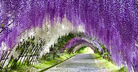 Wisteria Flower Tunnel Kawachi Fuji Garden | Fasci Garden