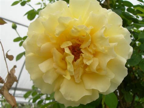 Роза Сирано де Бержерак — фото и описание сорта с отзывами