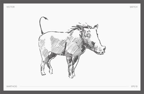 Drawn warthog realistic drawing sketch Royalty Free Vector