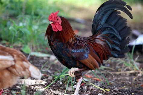 Rooster Spurs: What They Are And What To Do With Them • Insteading