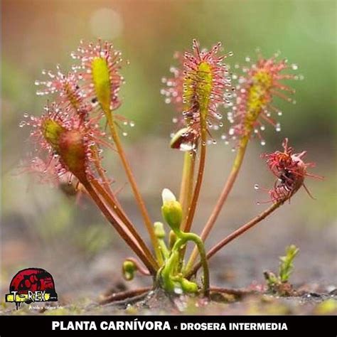 Planta Carnívora Drosera Intermedia - A beleza exótica em sua forma mais selvagem!