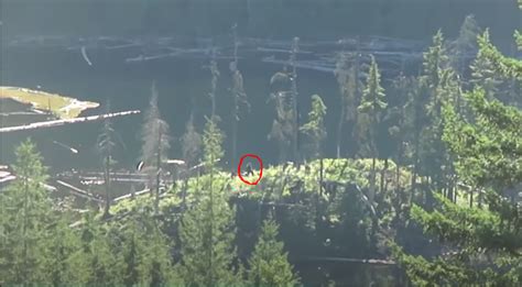 Rmso Bigfoot Mission Sasquatch On Video Remote Mountains British Columbia