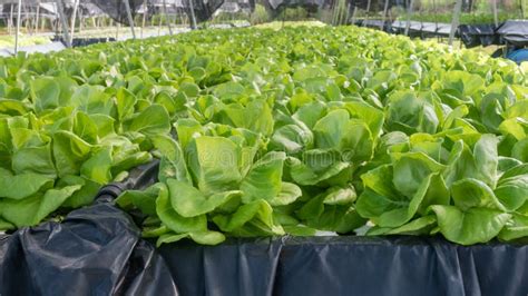 Hydroponic Butterhead Lettuce Stock Image - Image of growth, vegetable ...