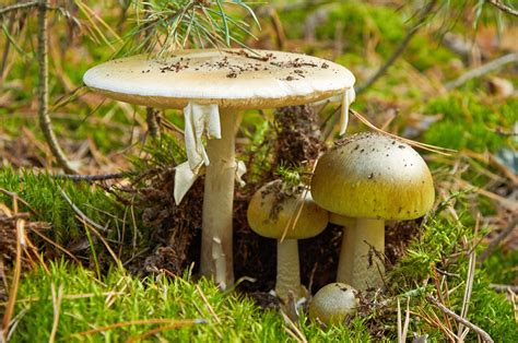 Potential antidote to death cap mushroom poisoning identified