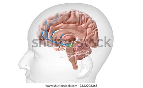 20 Dopaminergic Pathways Images, Stock Photos, 3D objects, & Vectors ...