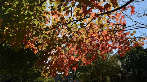 Photos: Fall arrives on Iowa State University campus