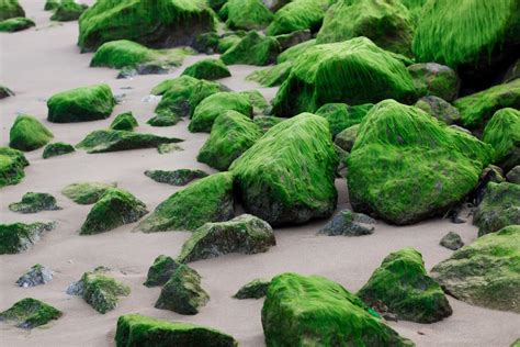 Types Of Algae