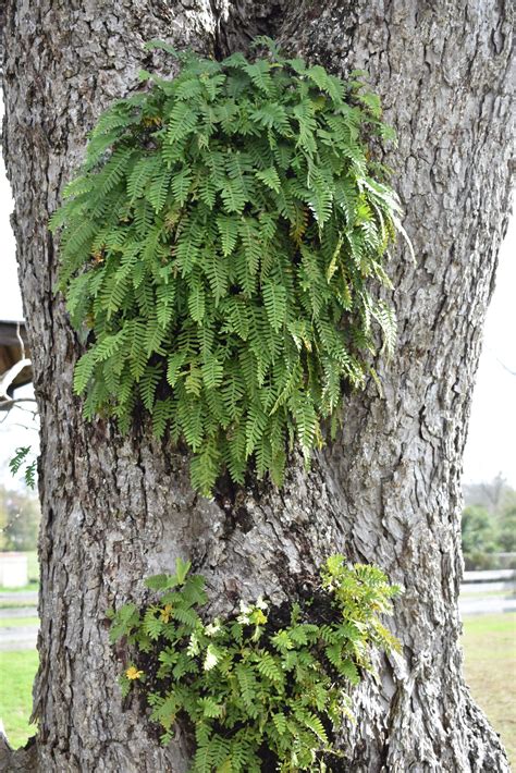 Resurrection Ferns Making Their Appearance | Gardening in the Panhandle