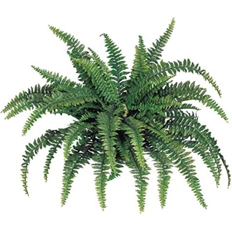 Reviews For Larksilk Boston Fern Plant 48 In Wide With 60 Silk Fronds